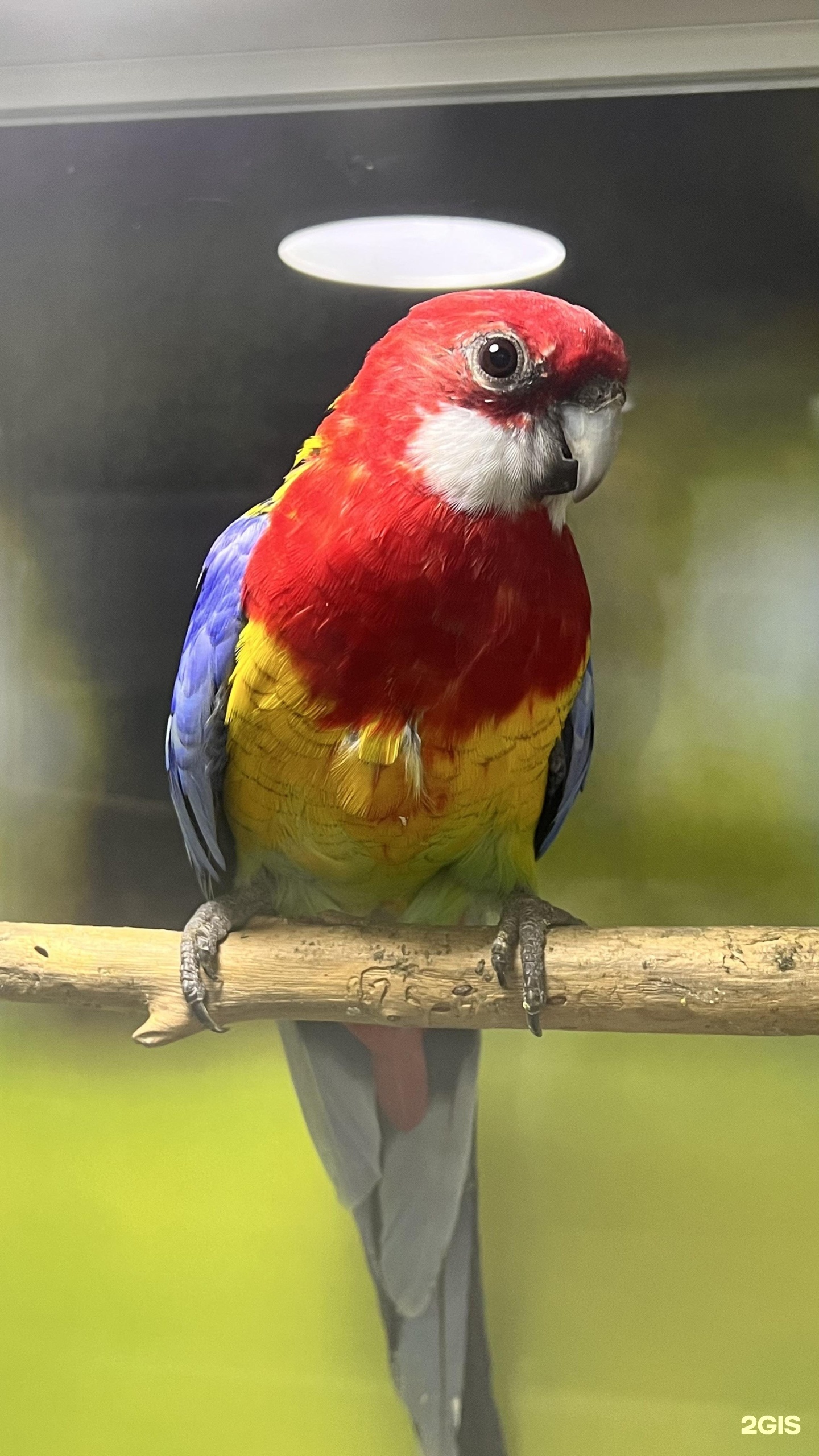 Золотая рыбка, зоомагазин аквариумов, террариумов и зоотоваров