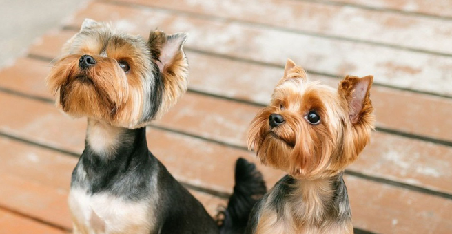 Мальтезе, зооцентр — груминг Томск