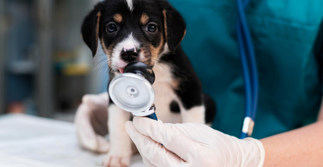 Тюменский ветеринарный центр, Червишевский тракт — груминг Тюмень