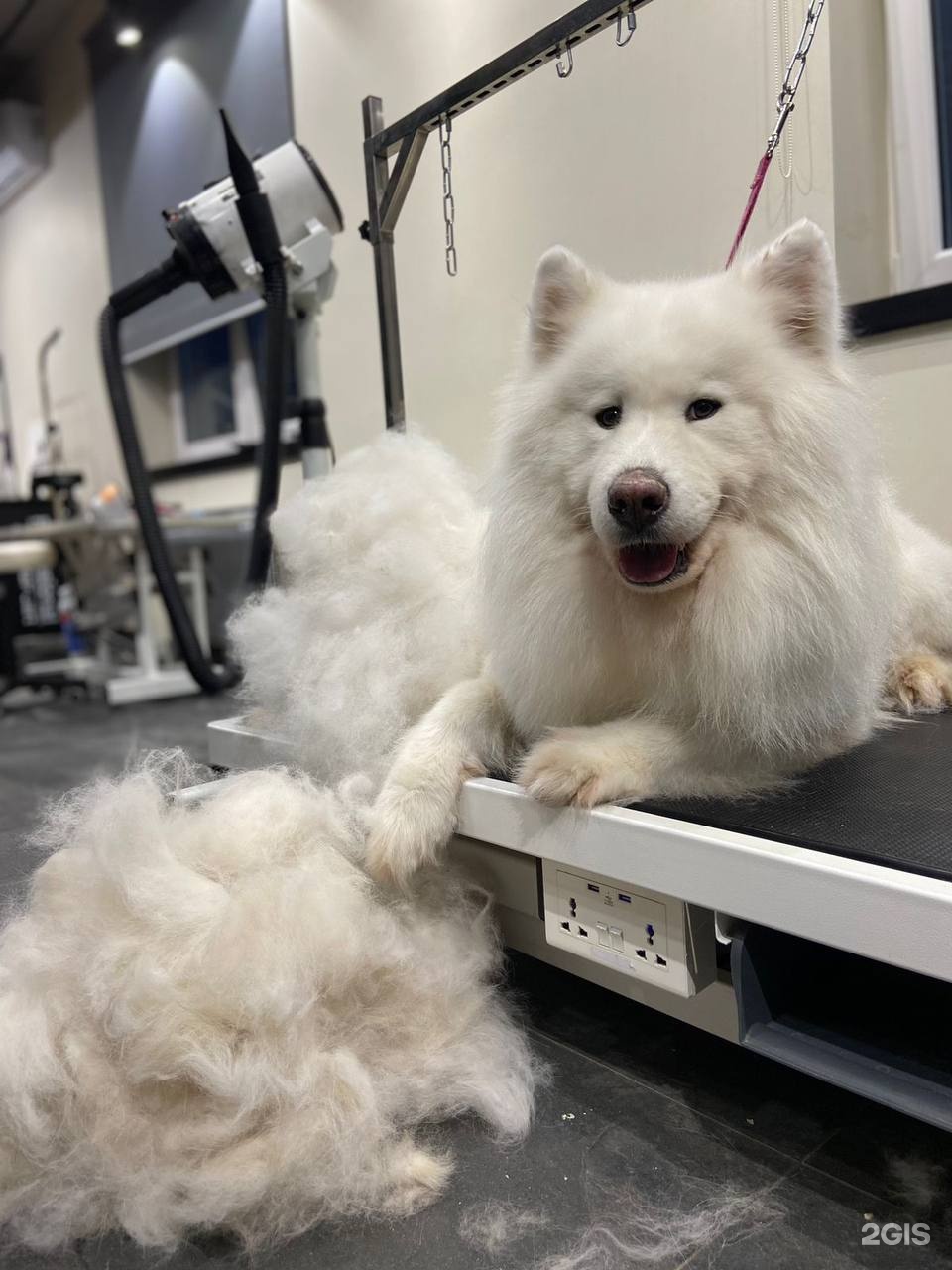 Barberdog, премиум СПА-центр для кошек и собак — груминг Уфа