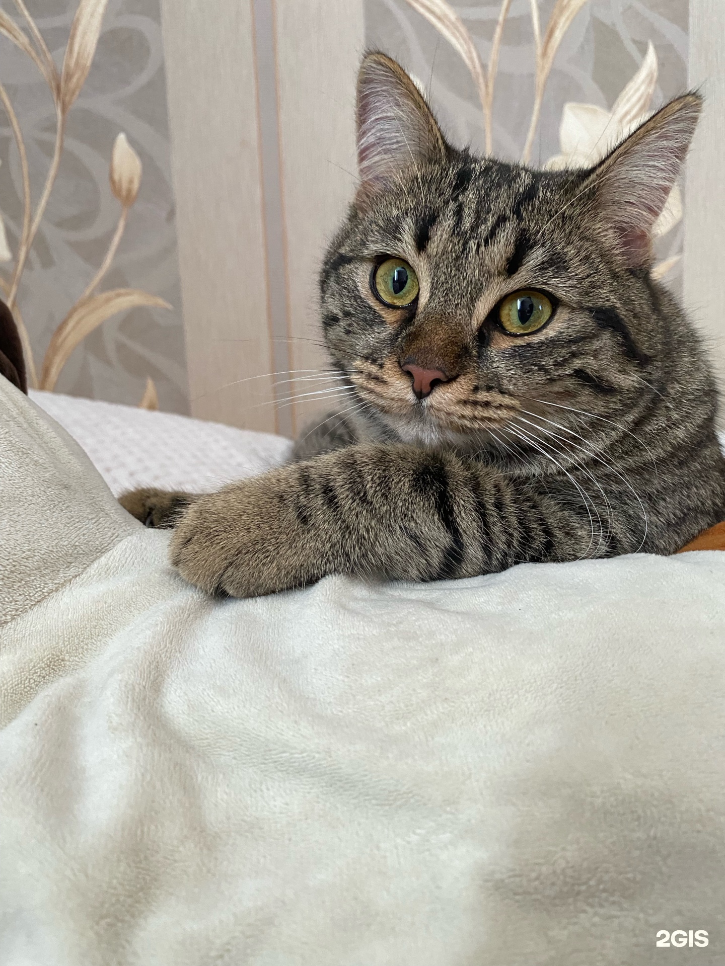 Евровет, ветеринарный центр — груминг Уфа