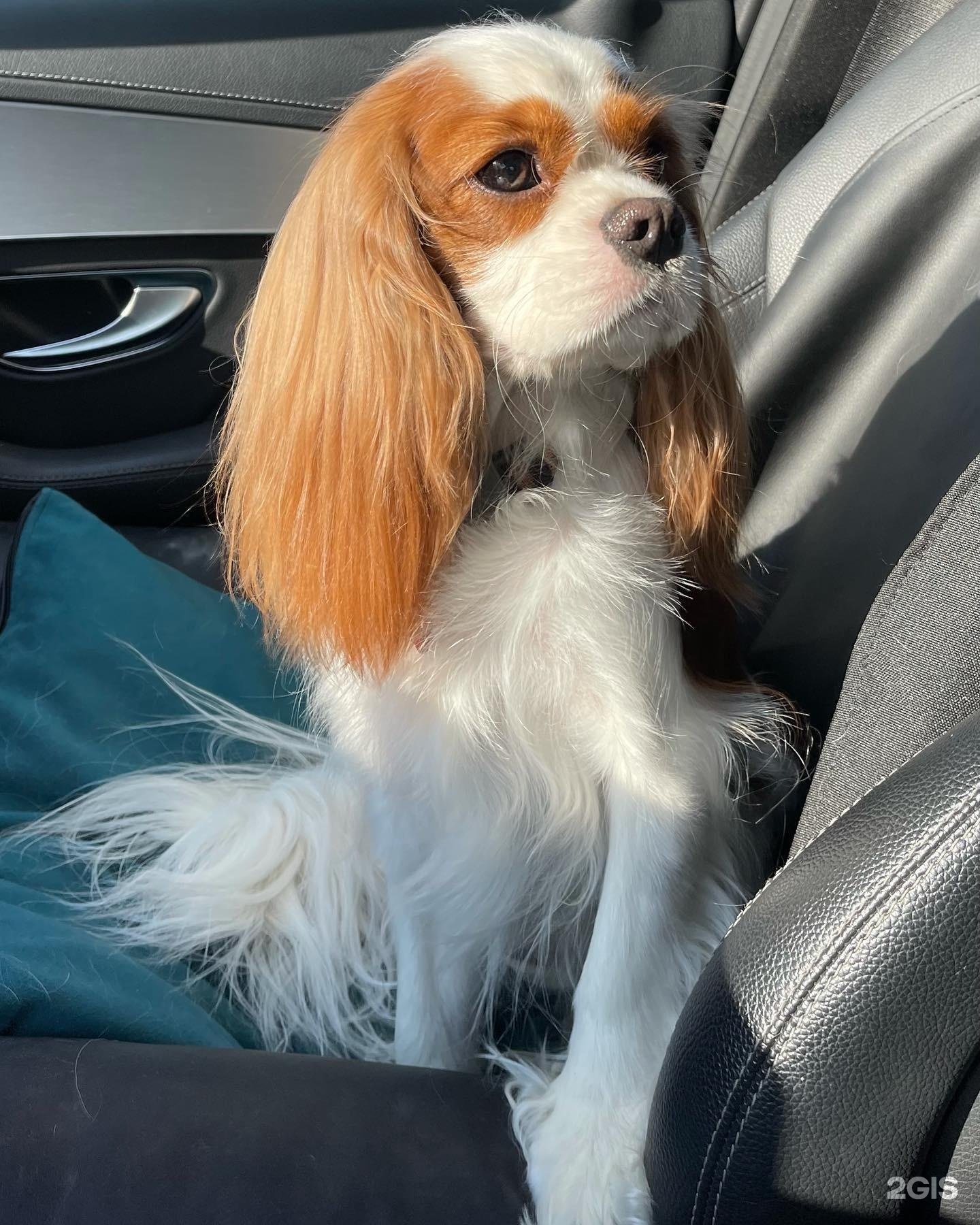 Groom, салон для животных — груминг Уфа