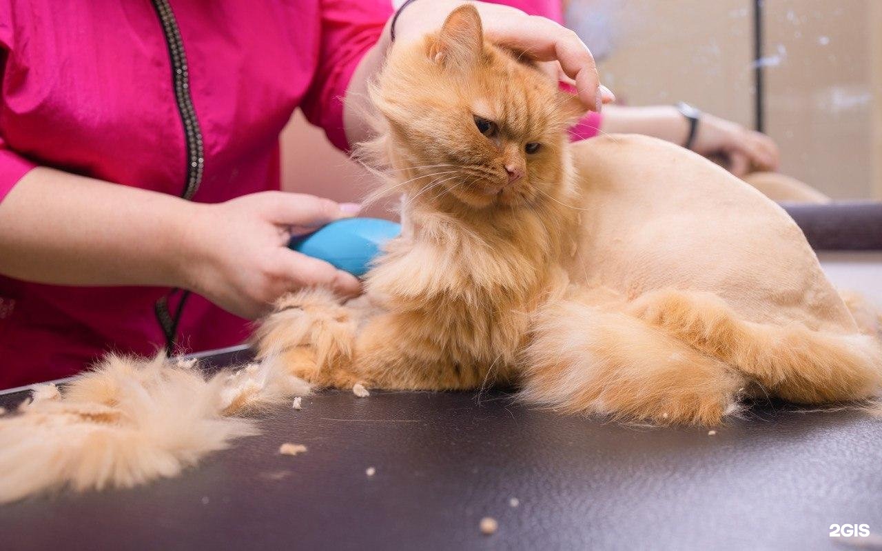 GroomRoom, салон по уходу за животными и школа груминга — груминг Уфа