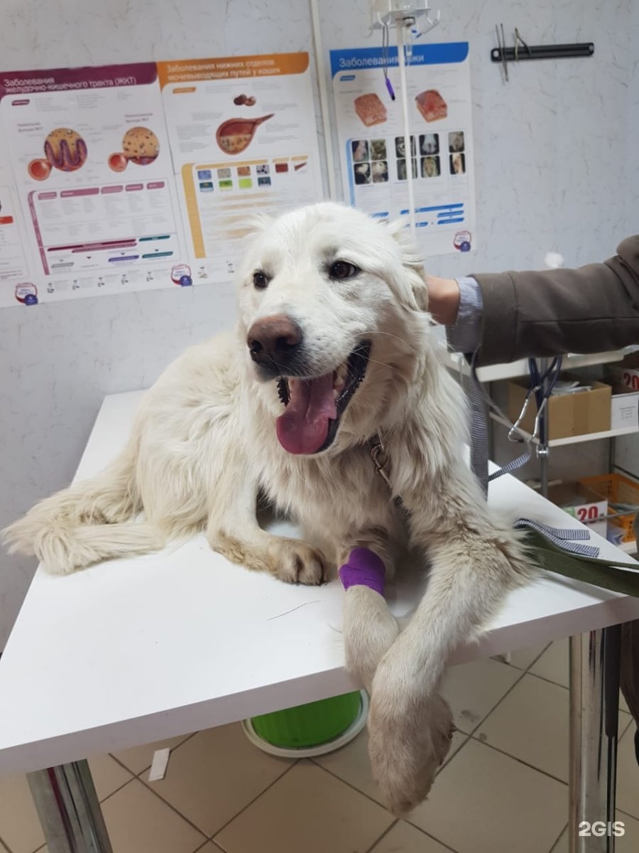 Пушистые лапки, ветеринарный центр