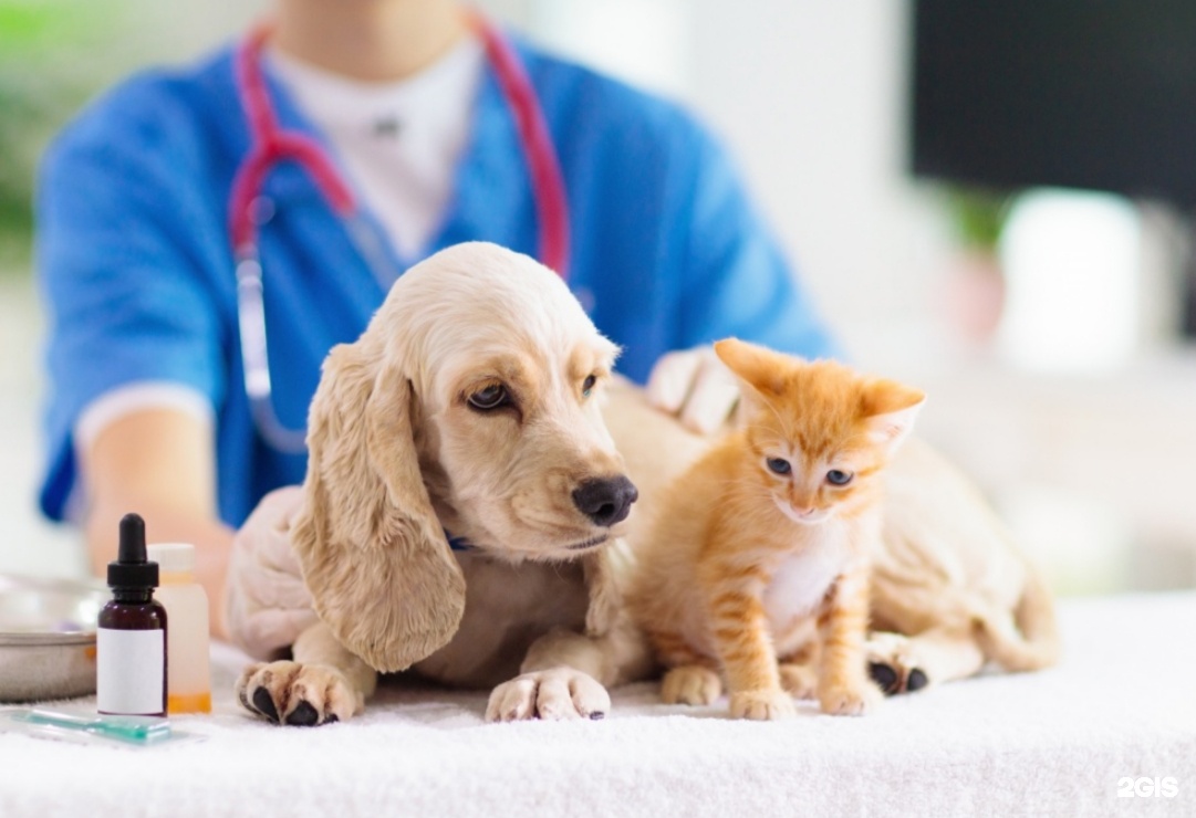UfaVet, ветеринарный центр и зоомагазин — груминг Уфа