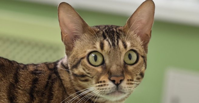 Чара, ветеринарная клиника