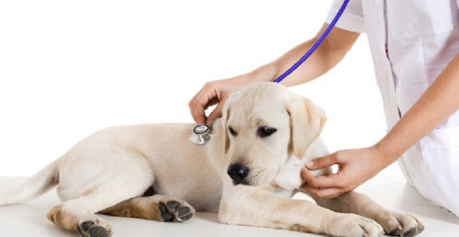 Kayvet, ветеринарная клиника