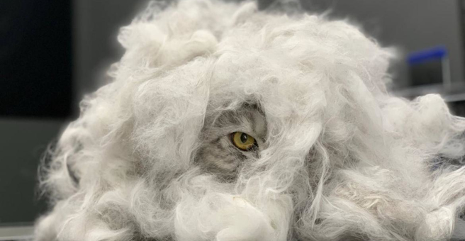 Magic Groom, груминг-салон