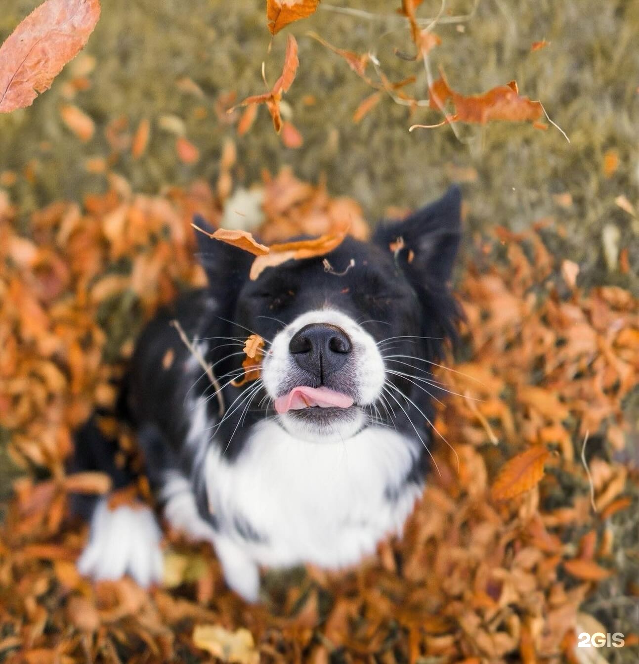 Добрые руки, ветеринарный центр
