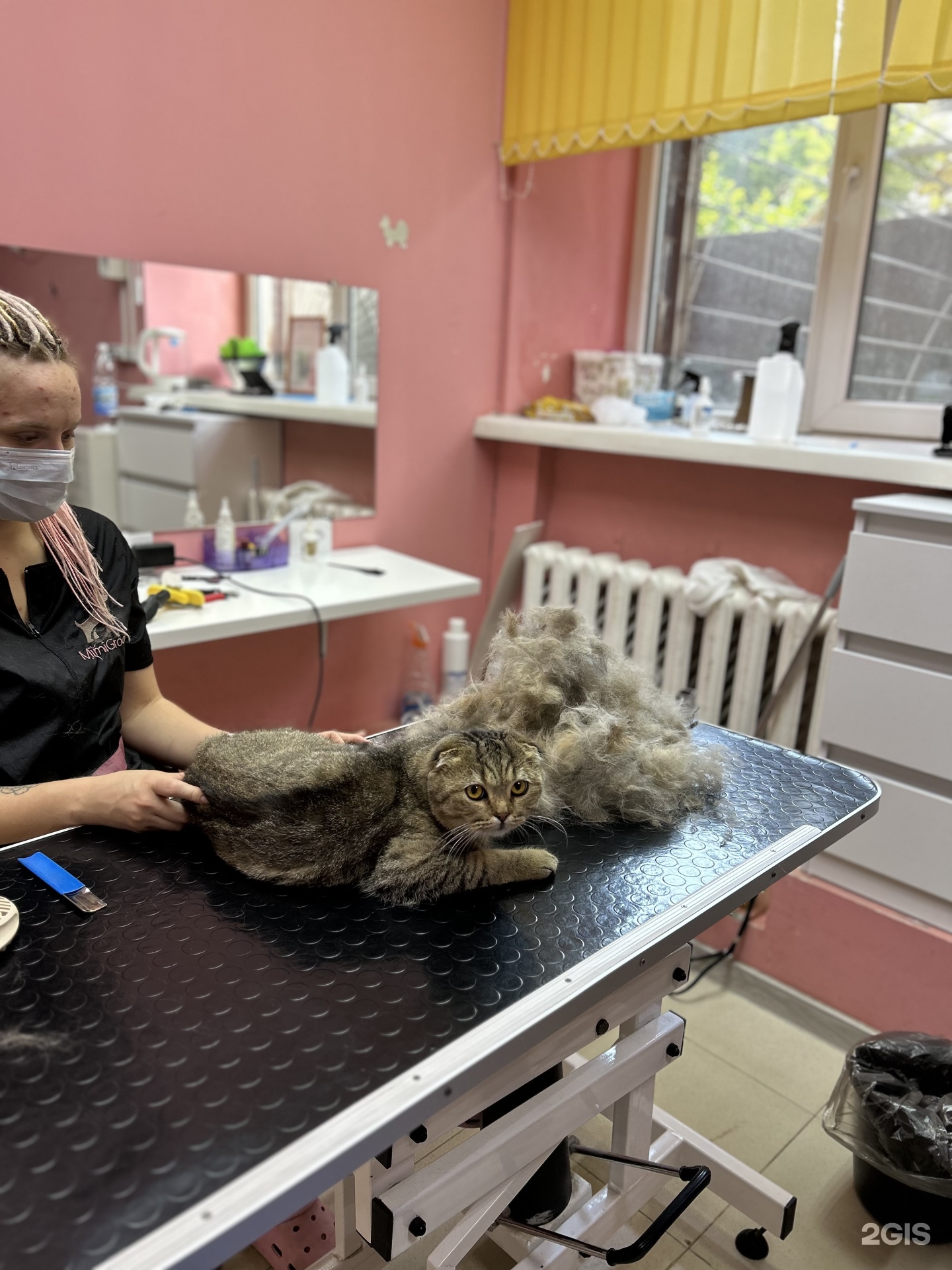 Mimigroom, парикмахерская для животных