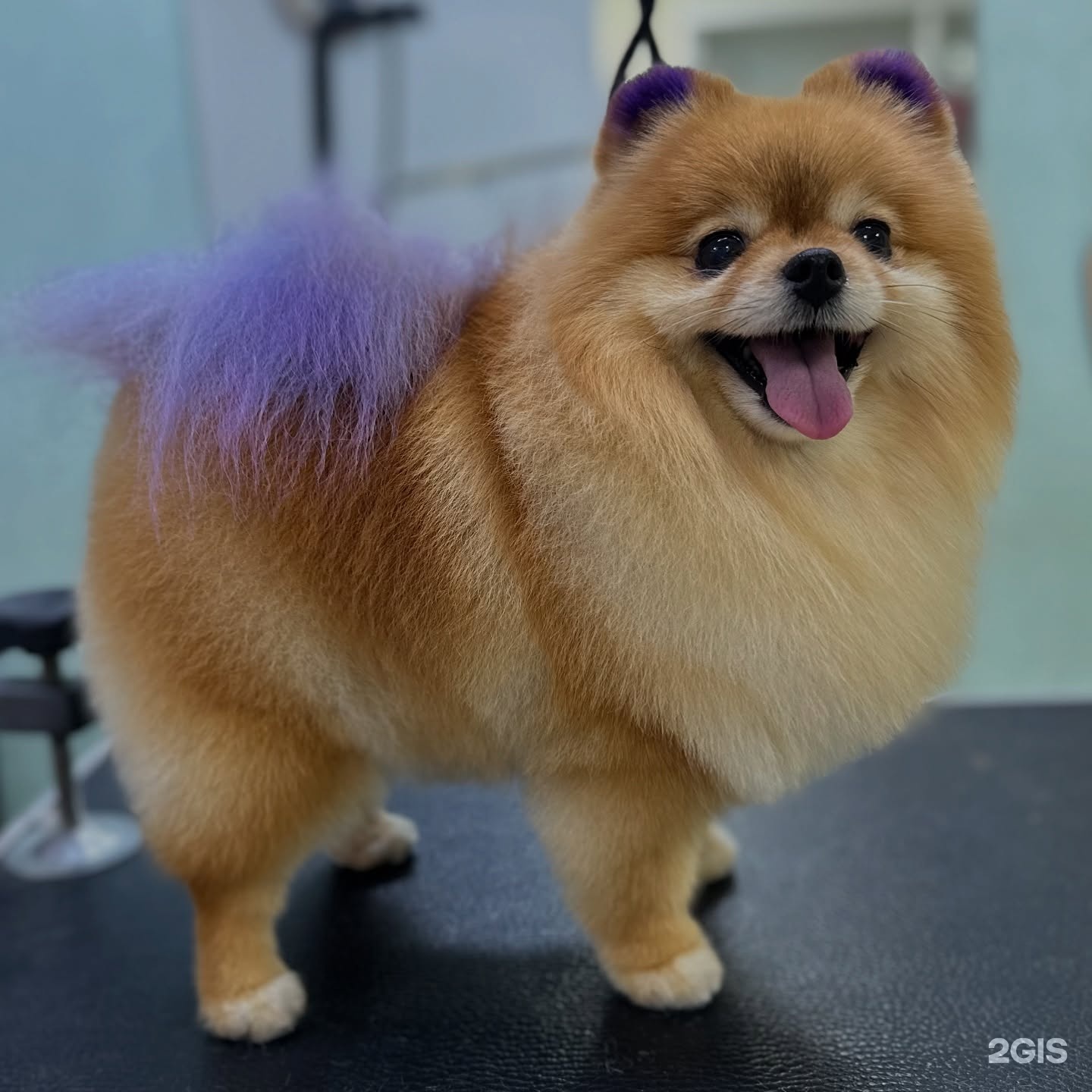 НьюЙорк, груминг-салон