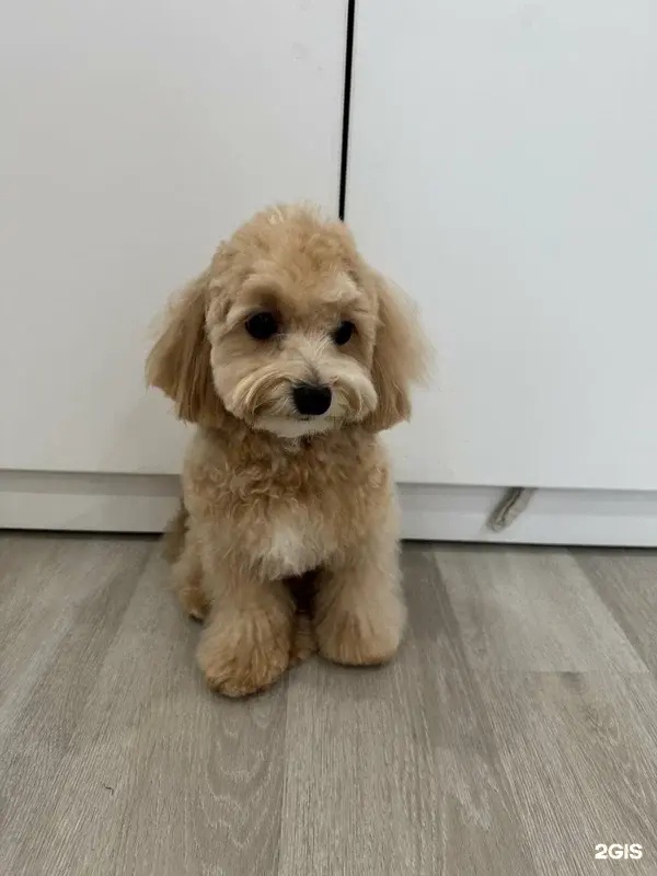 PetLab, студия груминга