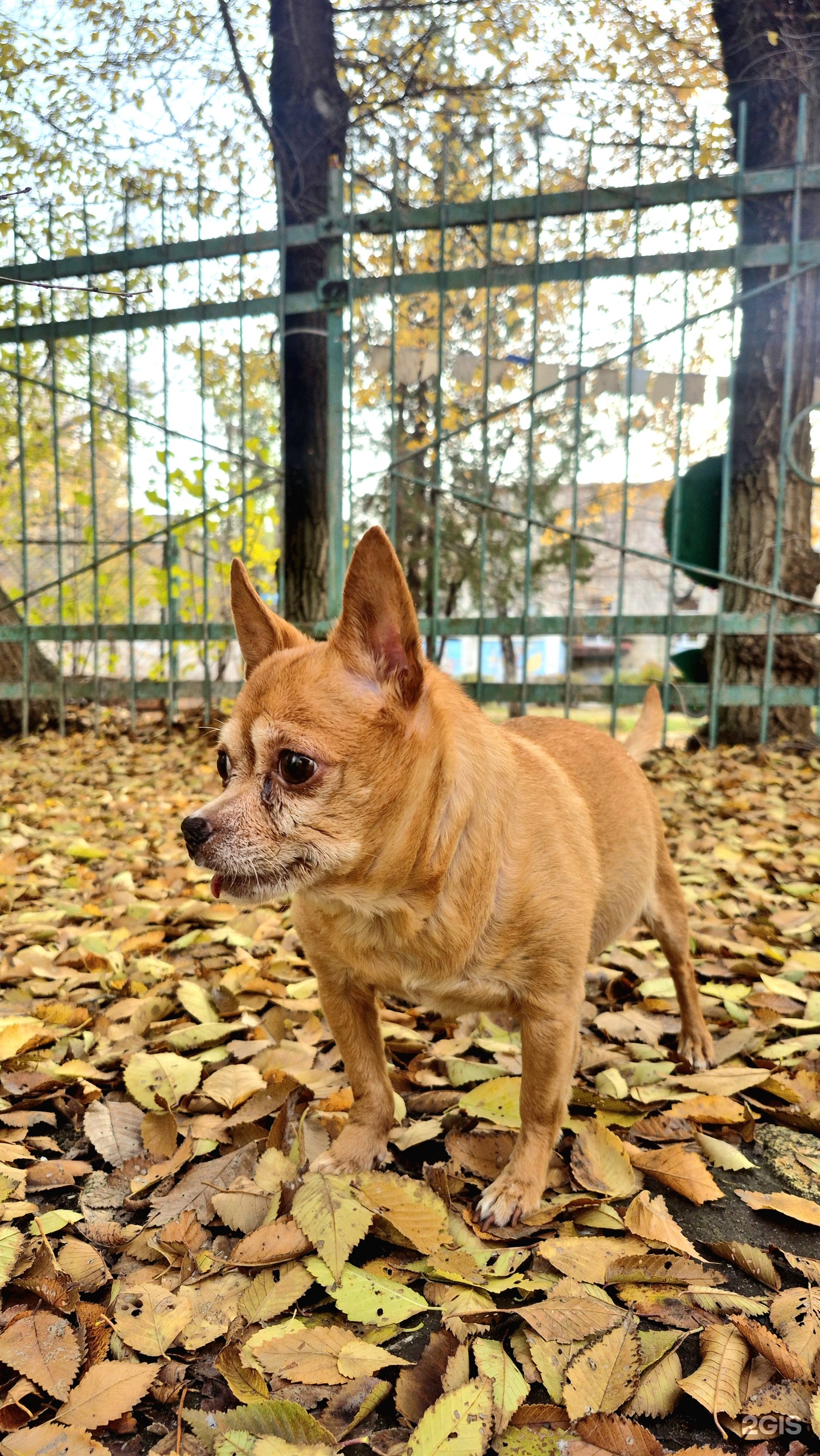 Пульс, ветеринарная клиника, ТЦ Новый Континент, КИМ, 7а