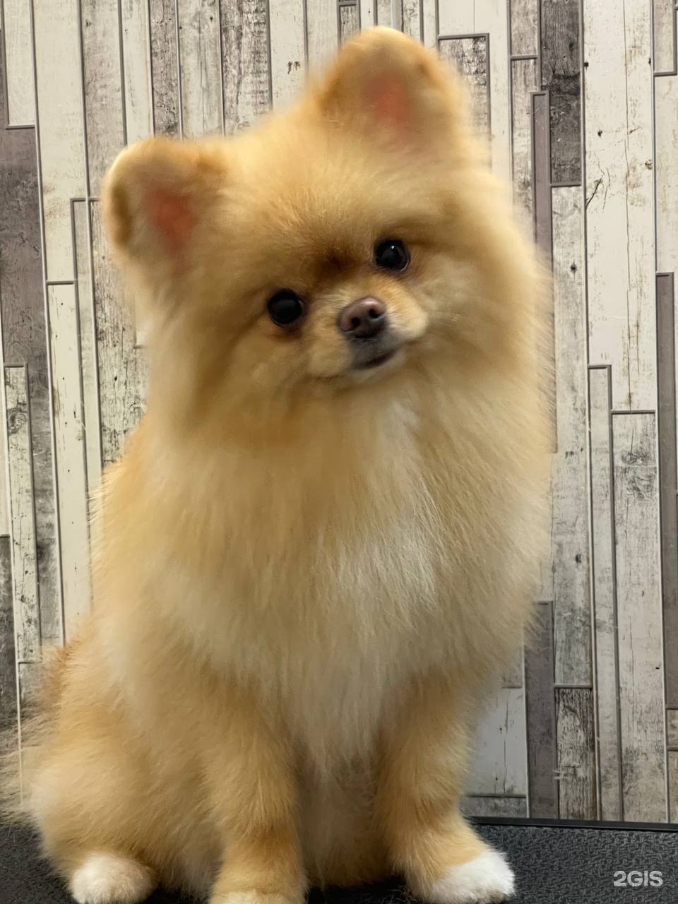 AiryGo, груминг-салон