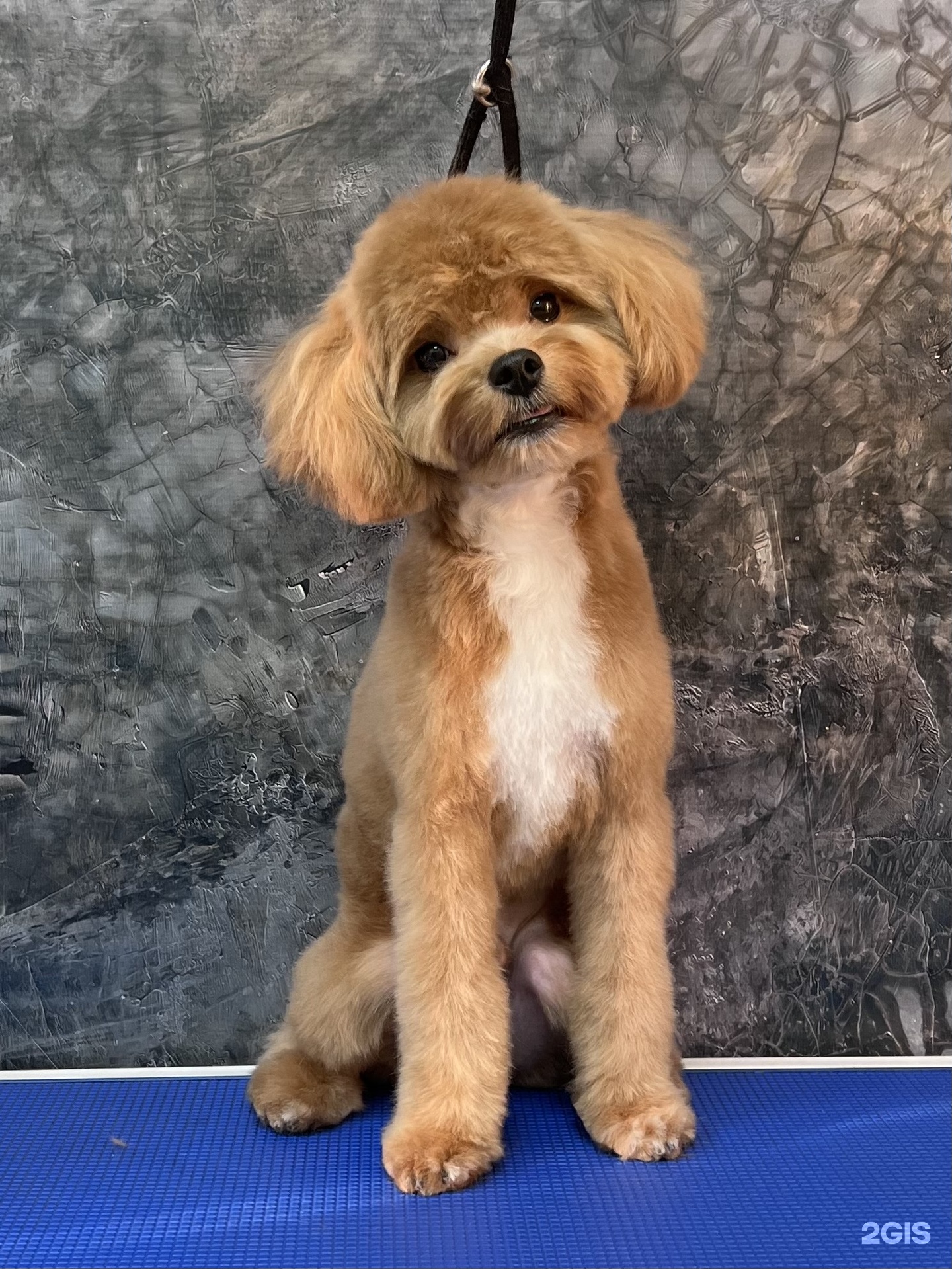 Бишон, зоосалон