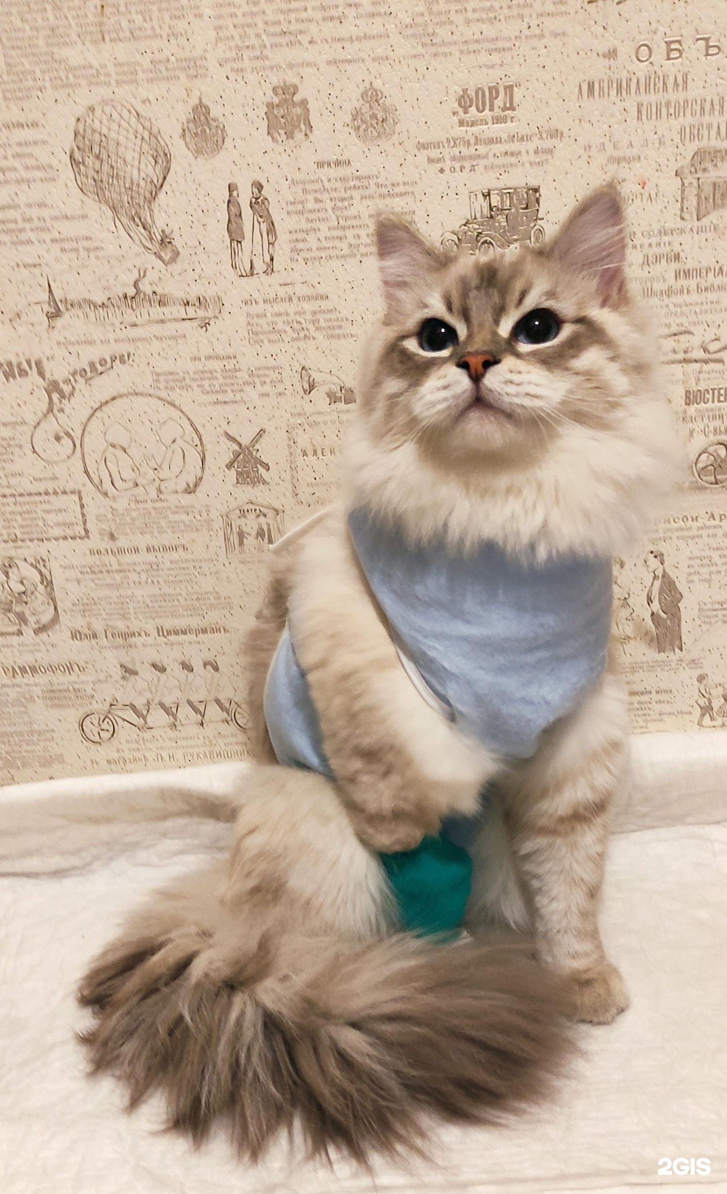 Мадагаскар, ветеринарная клиника