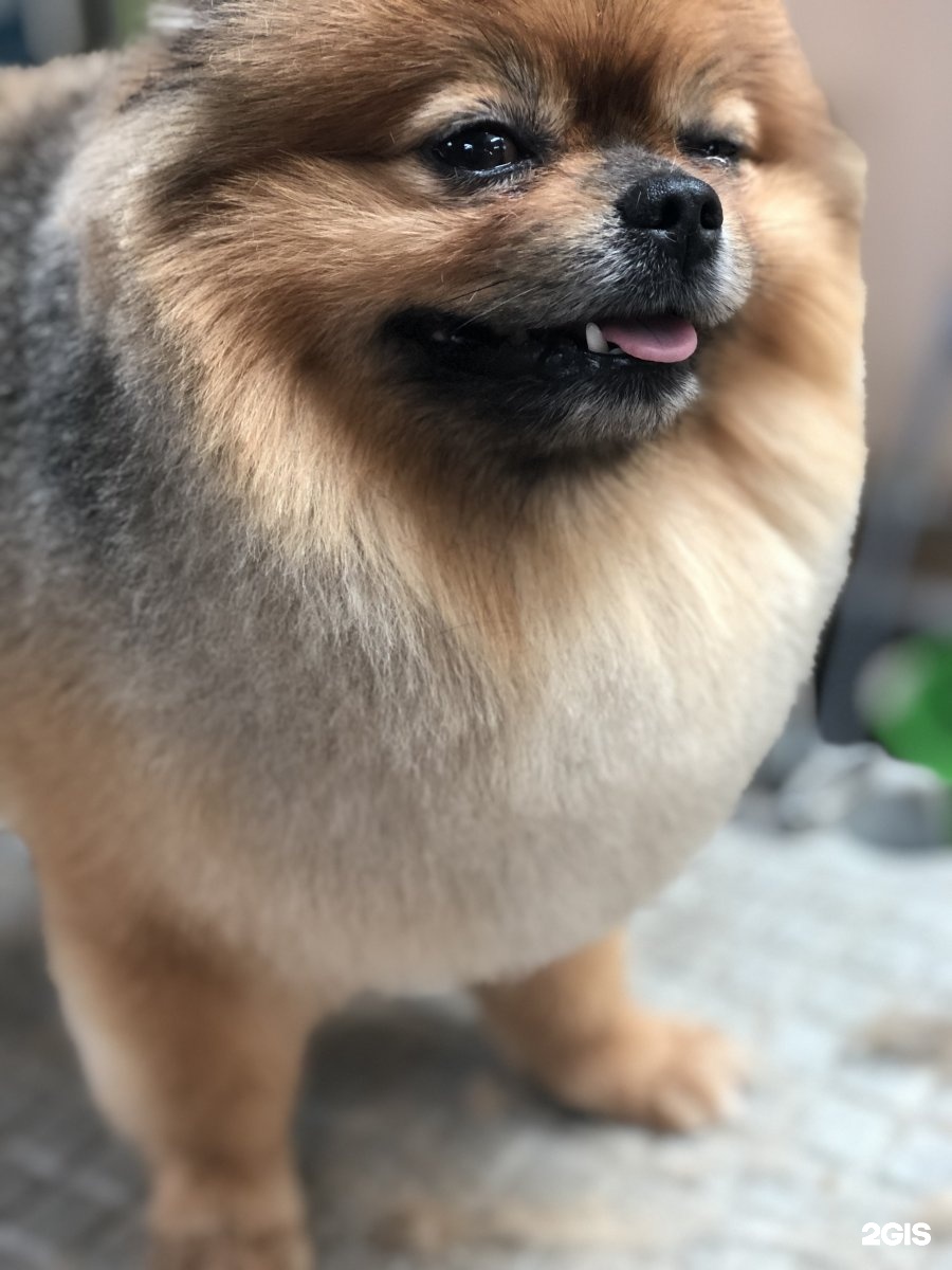 Студия груминга Екатерины Сычевой