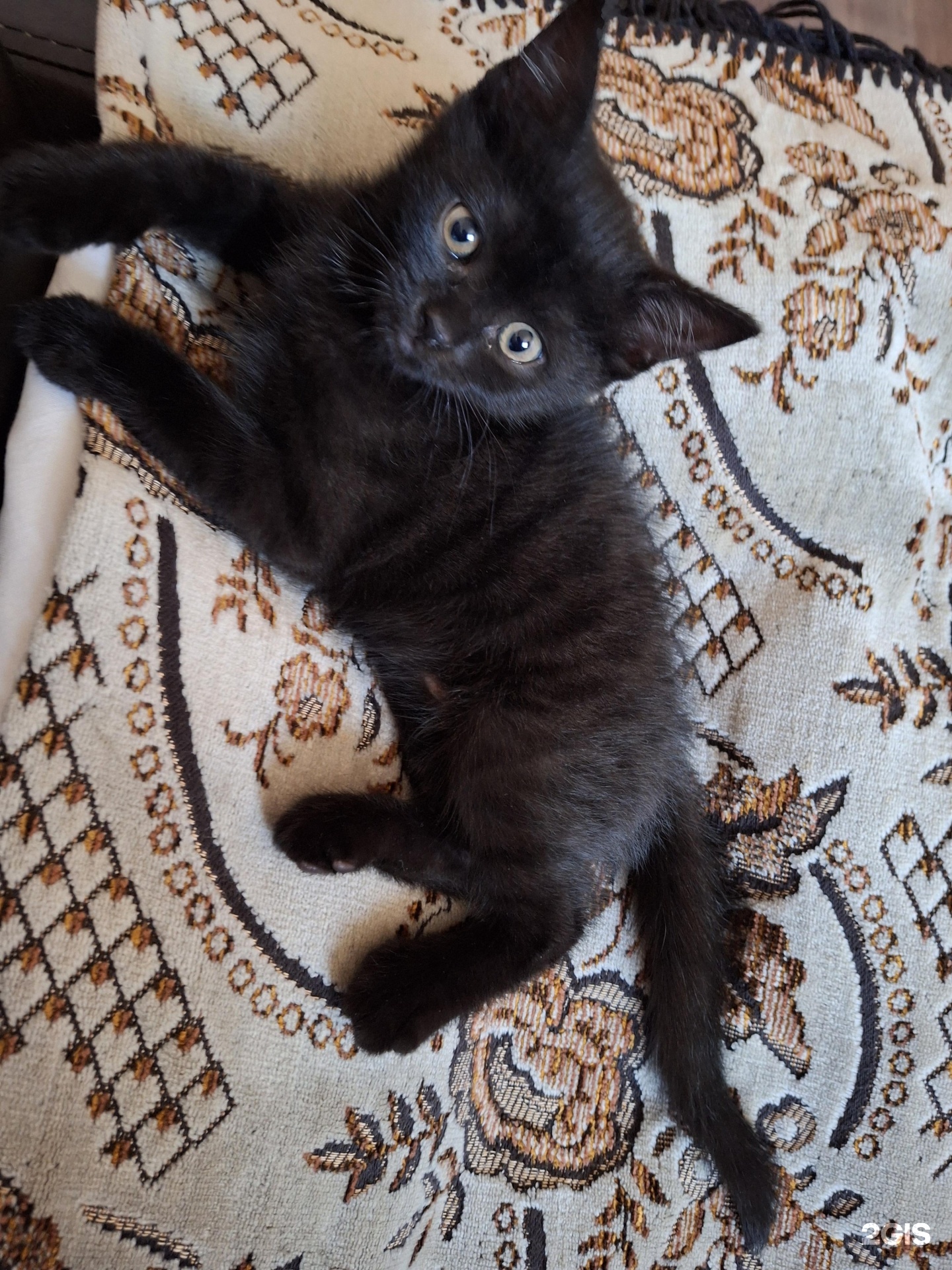 Здоровье Животных, ветеринарная клиника