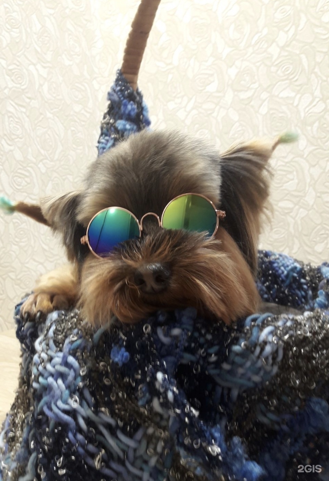 Здоровье Животных, ветеринарная клиника, Жилой массив Олимпийский, жилой массив Олимпийский