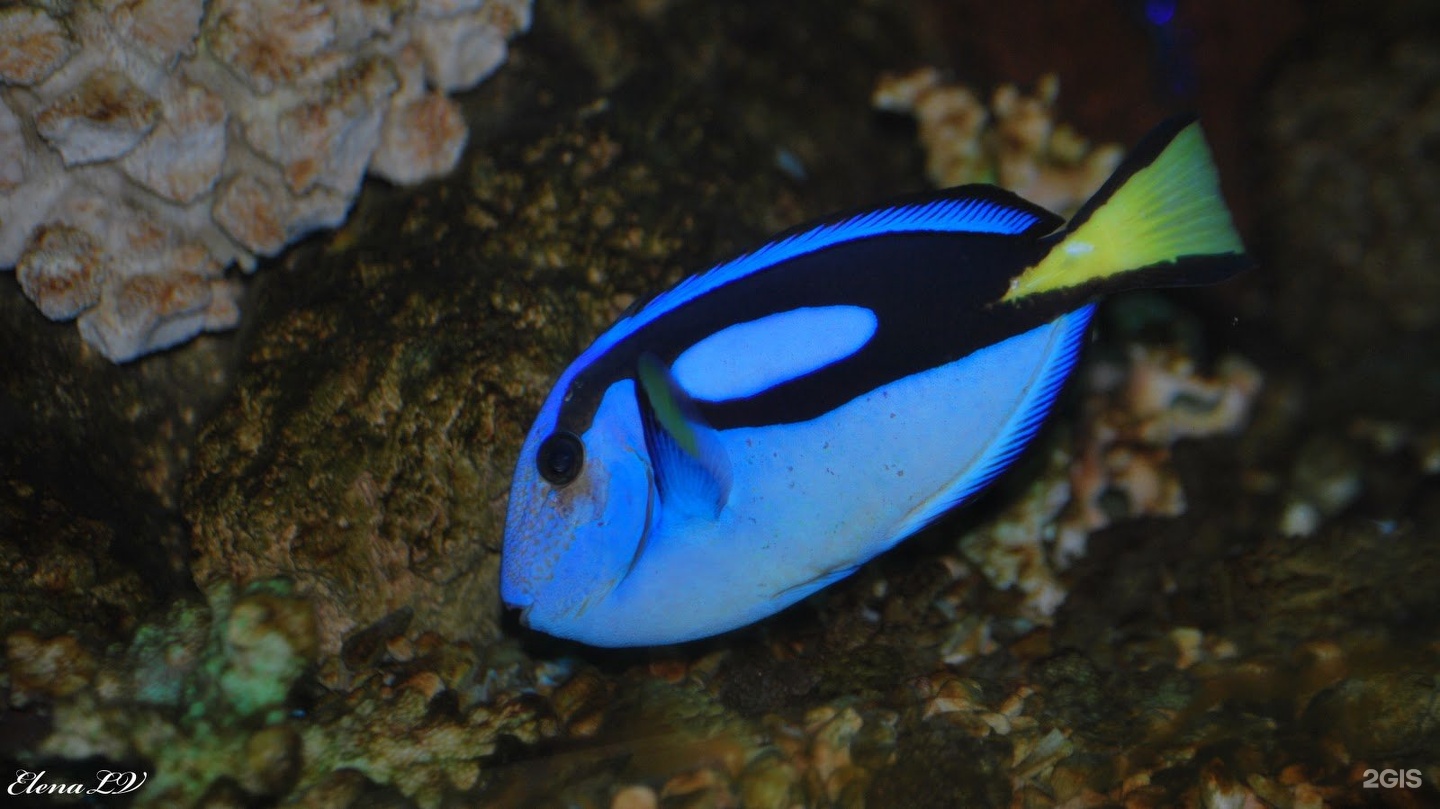 Аквасверсвис 66, компания по продаже и обслуживанию аквариумов — груминг Екатеринбург