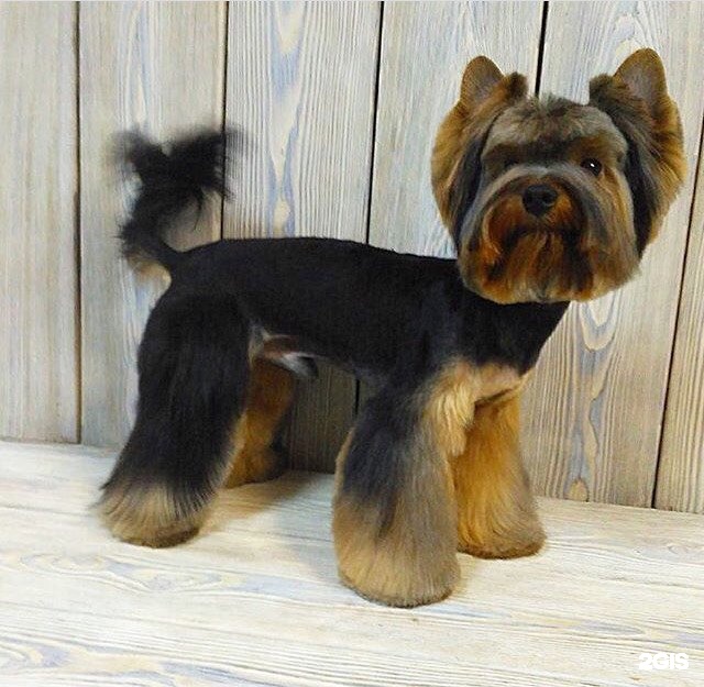 GROOM, салон для животных — груминг Екатеринбург