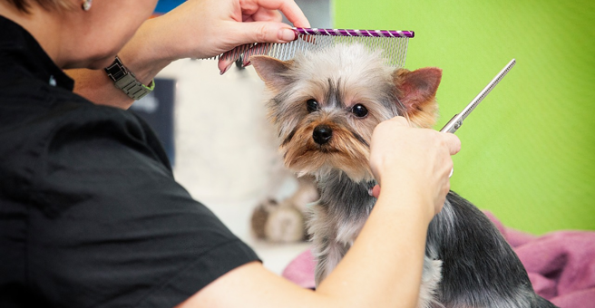 GROOM, салон для животных