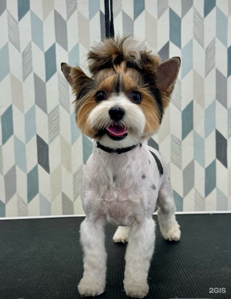 Groomiroom, студия груминга — груминг Екатеринбург