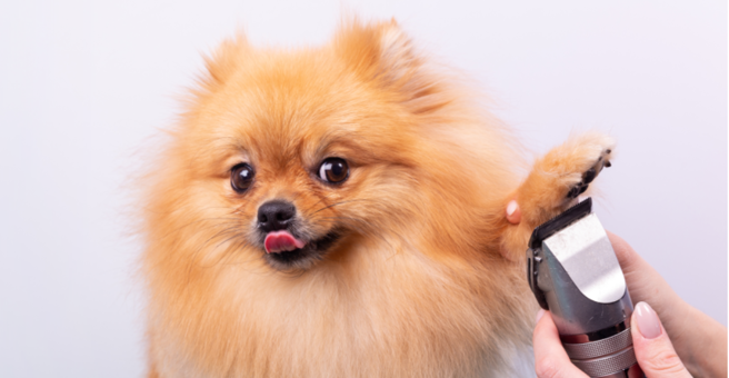 Груминг Заповедник — груминг Екатеринбург