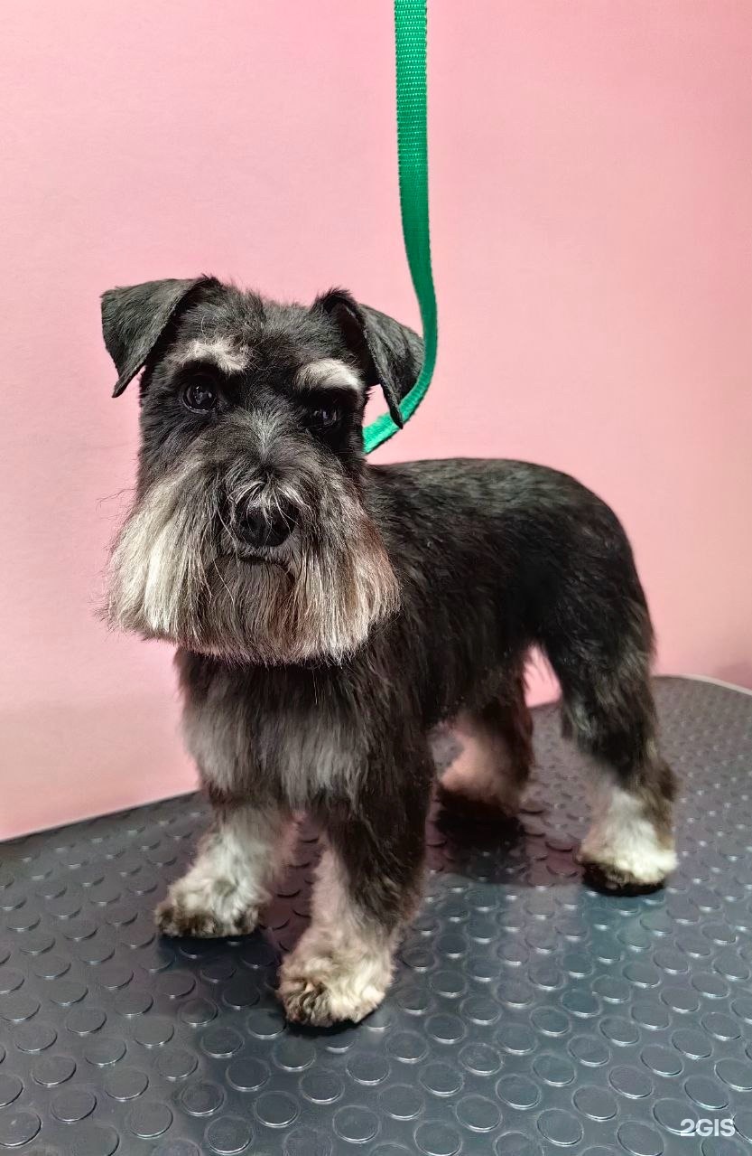 Lappi, груминг-студия — груминг Екатеринбург