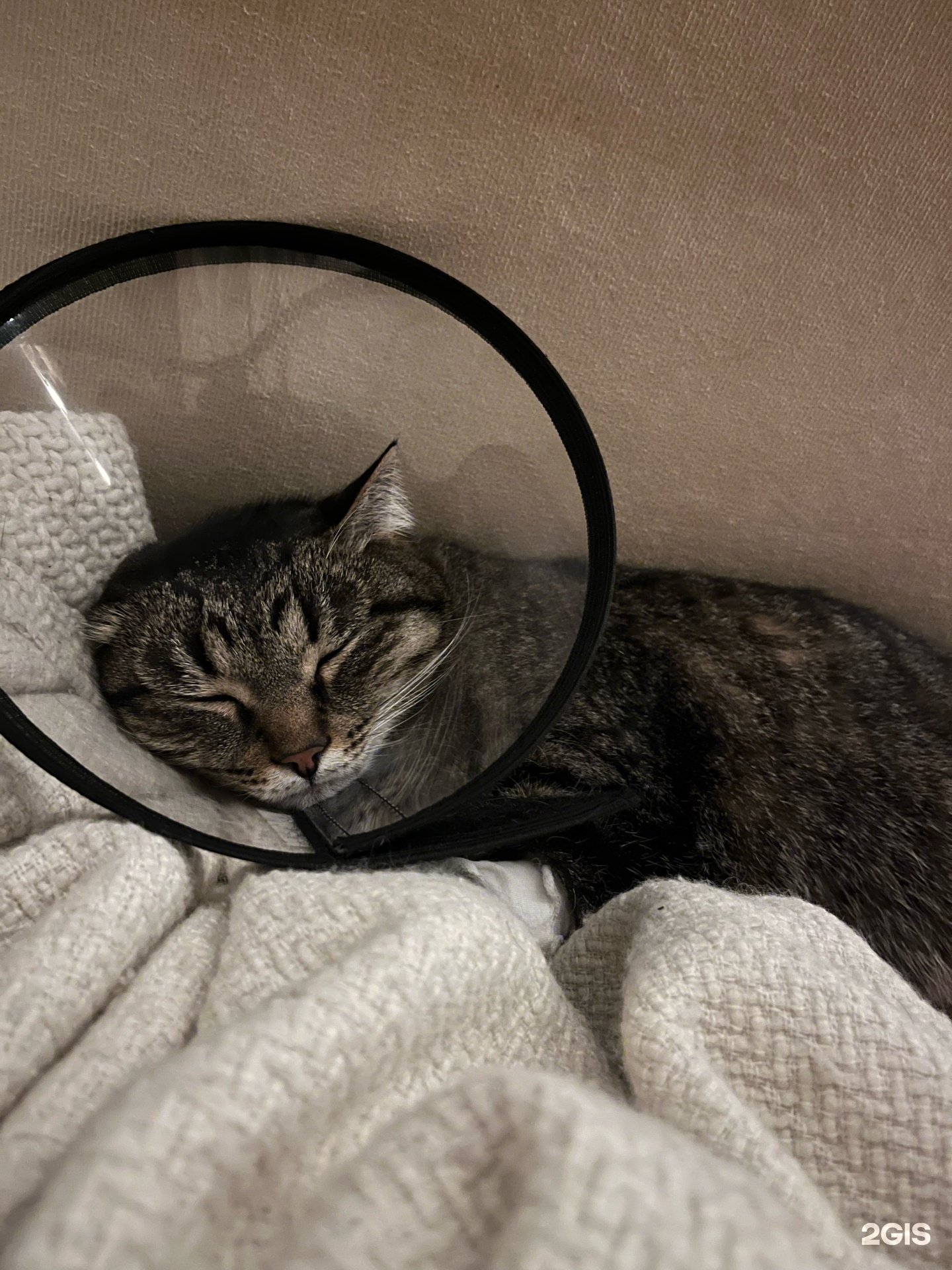 Лучший друг, ветеринарная клиника — груминг Екатеринбург