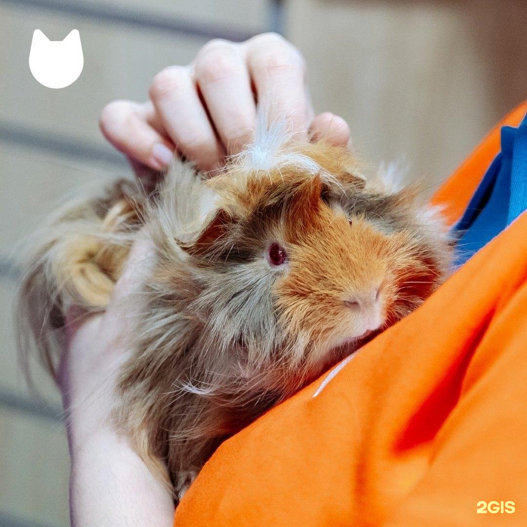 Petshop.ru, зоомагазин — груминг Екатеринбург