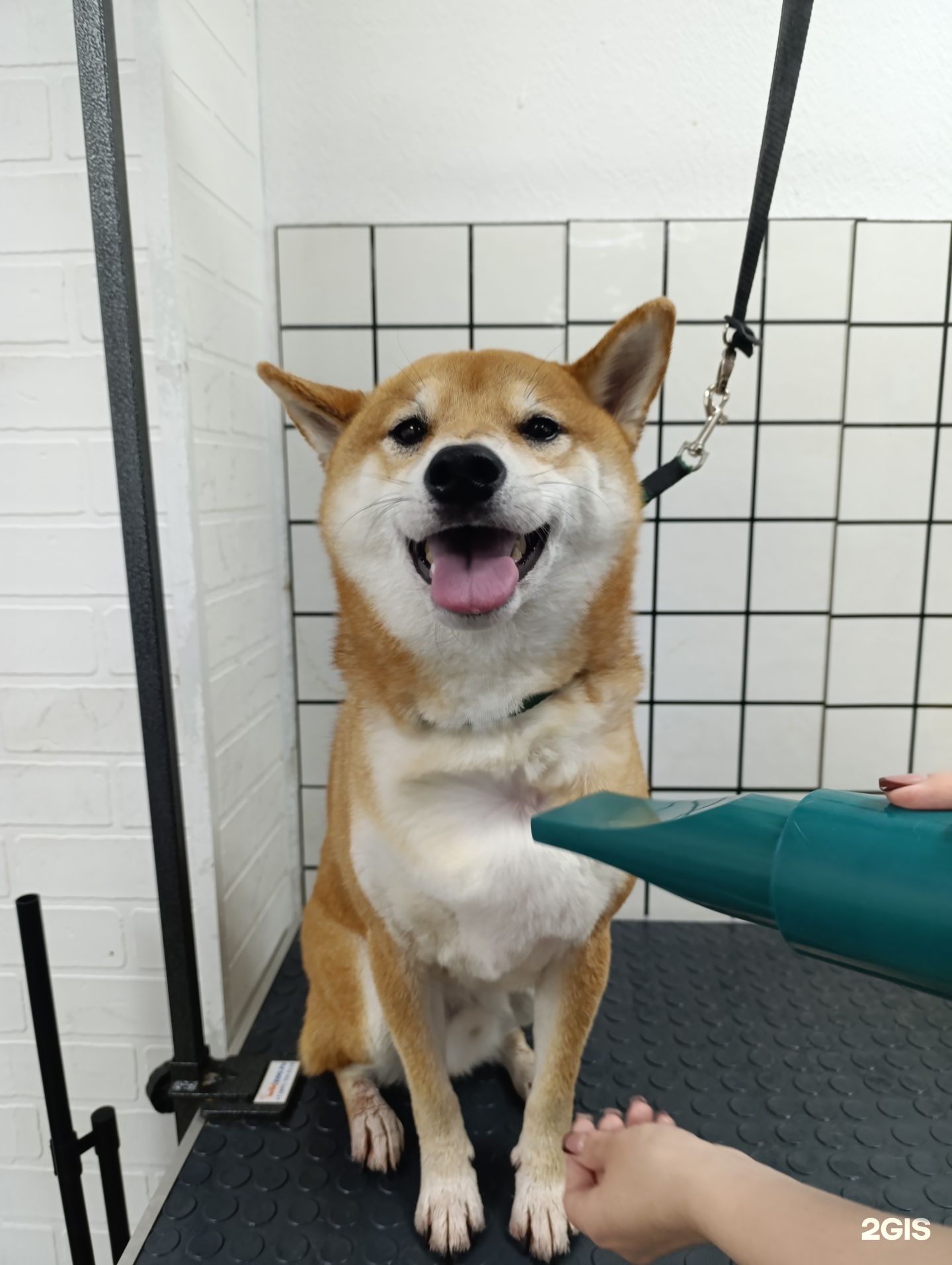 TeddyGroom — груминг Екатеринбург