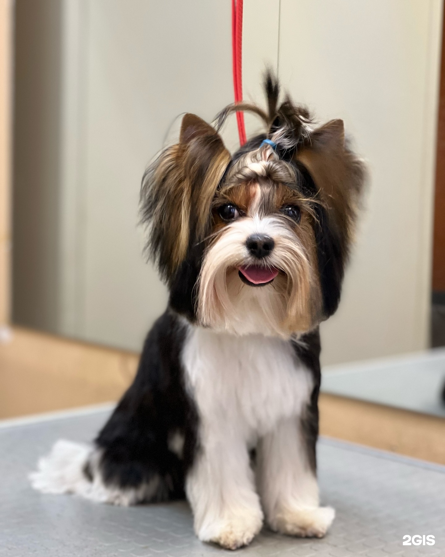 The BEST, зооцентр — груминг Екатеринбург