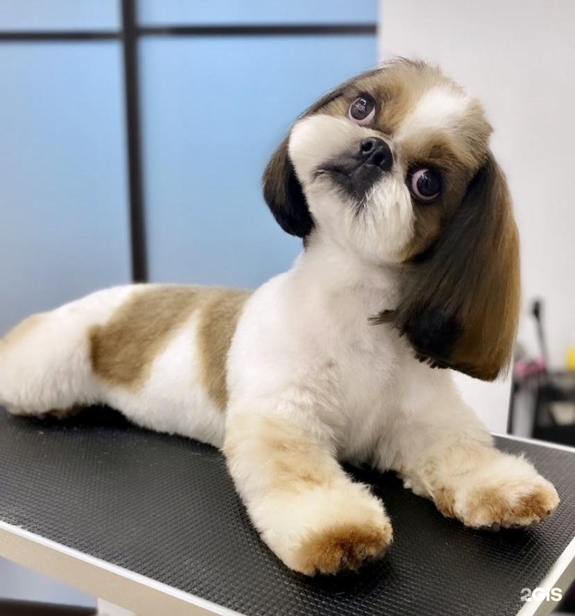 Urbandog, груминг-центр — груминг Екатеринбург