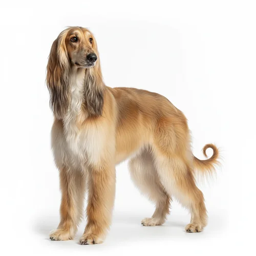 Афганская борзая