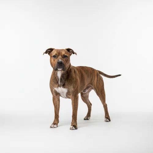 Американский стаффордширский терьер