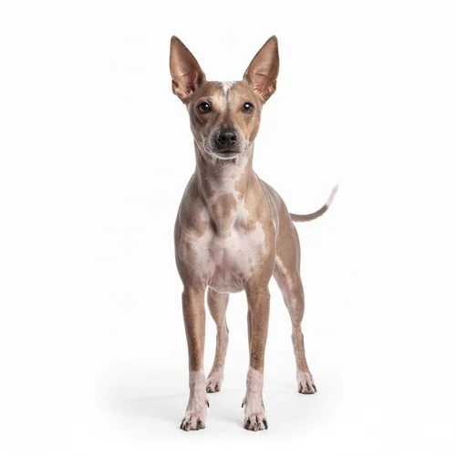 Американский голый терьер