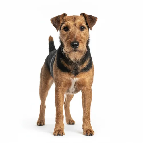 Биттерфокстерьер