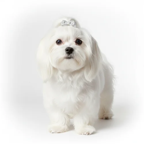 Мальтийская болонка