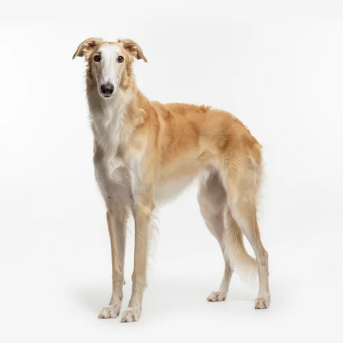 Борзая (Русская псовая борзая)