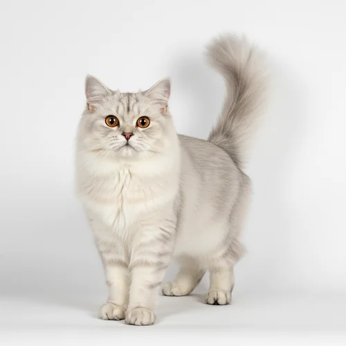 Британская длинношёрстная кошка