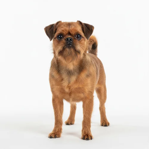 Брюссельский гриффон