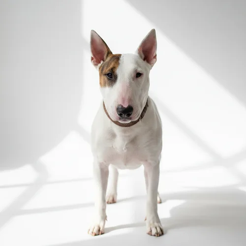 Бультерьер