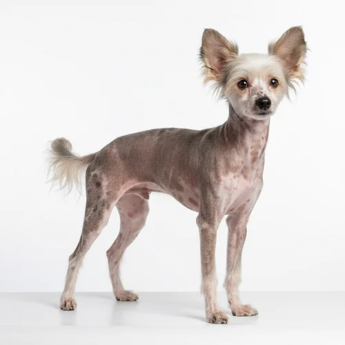 Китайская хохлатая собака