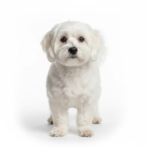 Котон-де-тулеар