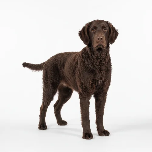 Курчавошёрстный ретривер