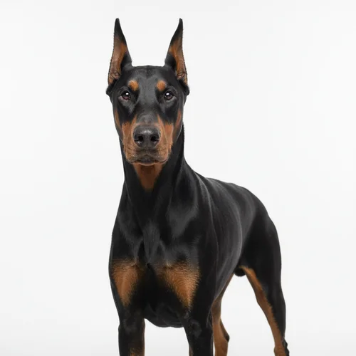 Доберман