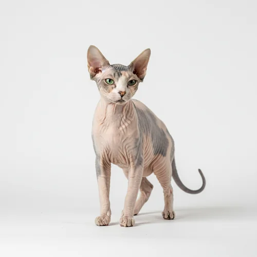 Донской сфинкс