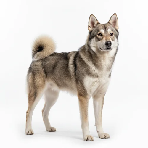 Восточно-сибирская лайка