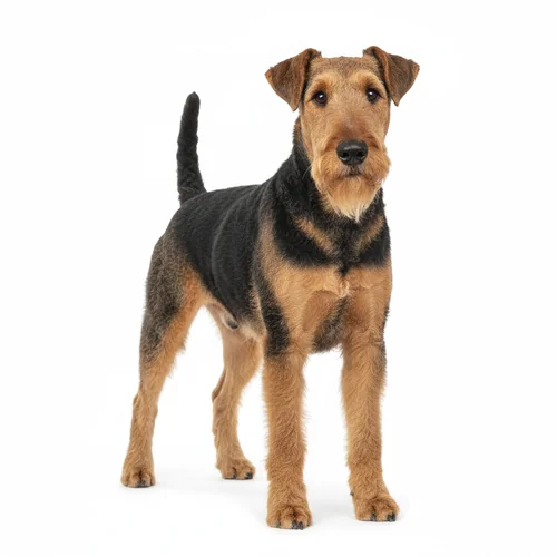 Эрдельтерьер